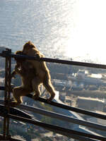 gibraltar monkey Tangier, Algeciras, Gibraltar, Mediterranean Coast, Cadiz, Morocco, Spain, Gibraltar, Africa, Europe
