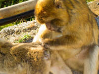barbary macaques monkey Tangier, Algeciras, Gibraltar, Mediterranean Coast, Cadiz, Morocco, Spain, Gibraltar, Africa, Europe