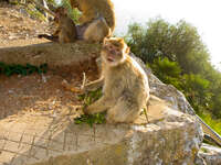 barbary macaque stairs Tangier, Algeciras, Gibraltar, Mediterranean Coast, Cadiz, Morocco, Spain, Gibraltar, Africa, Europe