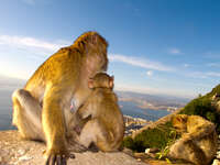 barbary macaques Tangier, Algeciras, Gibraltar, Mediterranean Coast, Cadiz, Morocco, Spain, Gibraltar, Africa, Europe