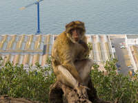 monkey at prince ferdinands battery Gibraltar, Algeciras, Cadiz, Andalucia, Spain, Europe