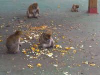 monkeys ape cave Gibraltar, Algeciras, Cadiz, Andalucia, Spain, Europe