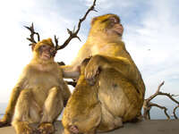 loving monkey family Gibraltar, Algeciras, Cadiz, Andalucia, Spain, Europe