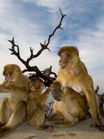 gibraltar monkeys Gibraltar, Algeciras, Cadiz, Andalucia, Spain, Europe