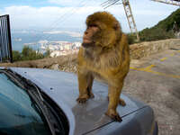 monkey hijacking car Gibraltar, Algeciras, Cadiz, Andalucia, Spain, Europe