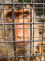 babery monkey in case Gibraltar, Algeciras, Cadiz, Andalucia, Spain, Europe