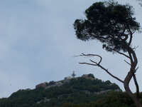 gibraltar tree Gibraltar, Algeciras, Cadiz, Andalucia, Spain, Europe