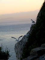 view--seagull of gibraltar Tangier, Algeciras, Gibraltar, Mediterranean Coast, Cadiz, Morocco, Spain, Gibraltar, Africa, Europe