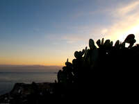 cactuses Tangier, Algeciras, Gibraltar, Mediterranean Coast, Cadiz, Morocco, Spain, Gibraltar, Africa, Europe