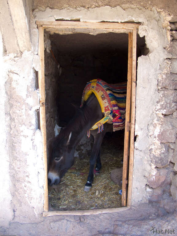 donkey in hut