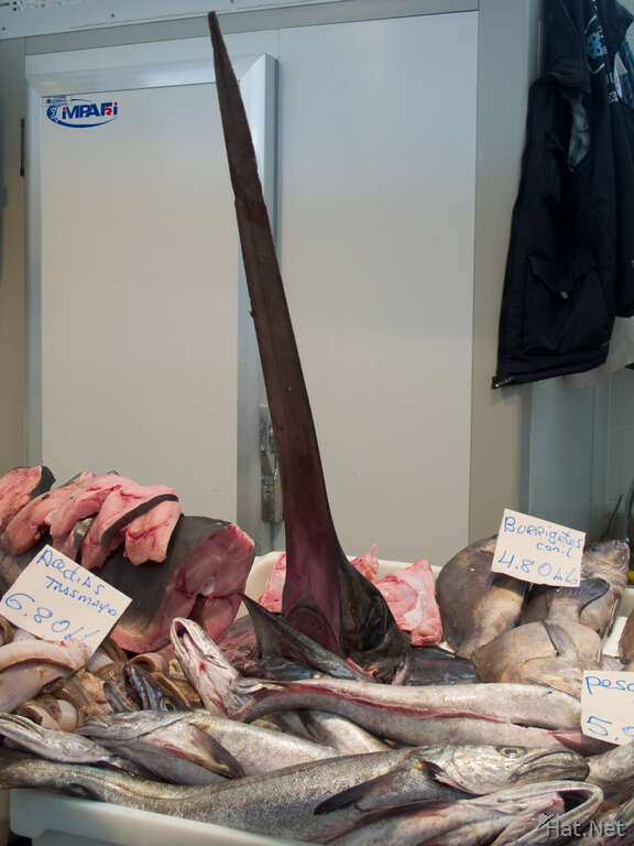 sword fish in cadiz market