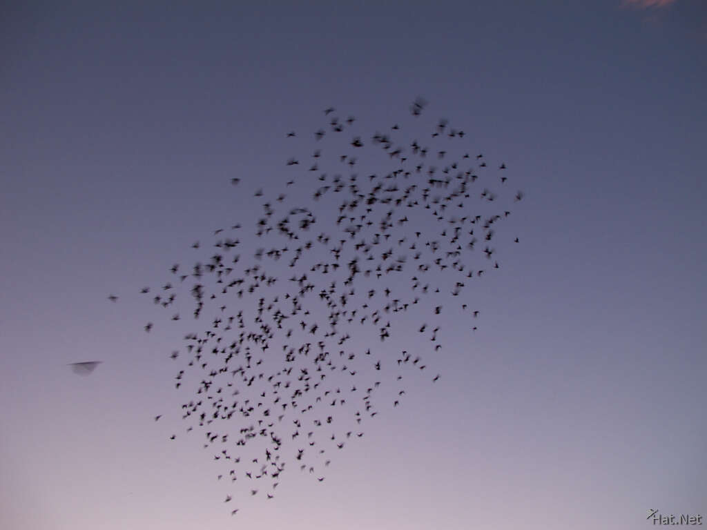 swarm of flying